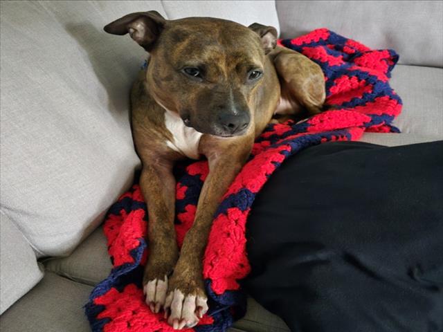 adoptable Dog in Derwood, MD named *BRINGLE