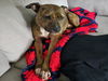 adoptable Dog in derwood, MD named *BRINGLE