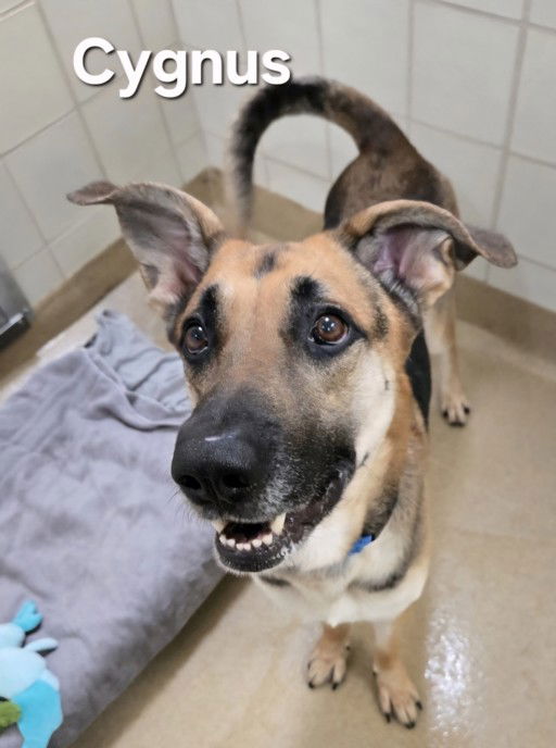 adoptable Dog in Derwood, MD named *CYGNUS