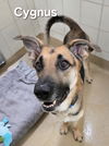 adoptable Dog in derwood, MD named *CYGNUS
