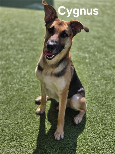 adoptable Dog in Derwood, MD named *CYGNUS