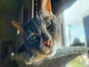 adoptable Cat in derwood, MD named *FELIX