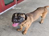 adoptable Dog in derwood, MD named BRUNO
