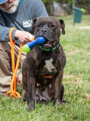 adoptable Dog in Derwood, MD named *JELLO