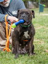 adoptable Dog in derwood, MD named *JELLO