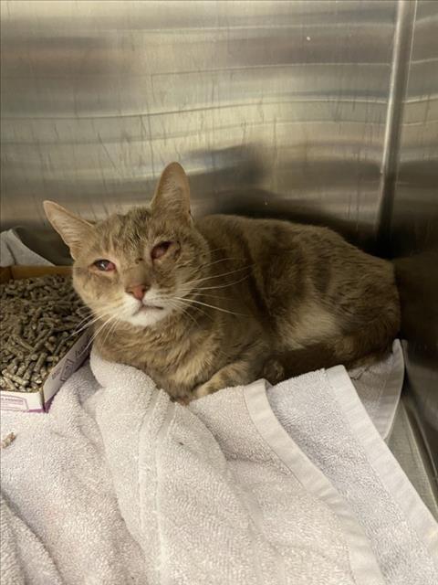 adoptable Cat in Derwood, MD named *TOOTS