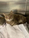 adoptable Cat in derwood, MD named *TOOTS