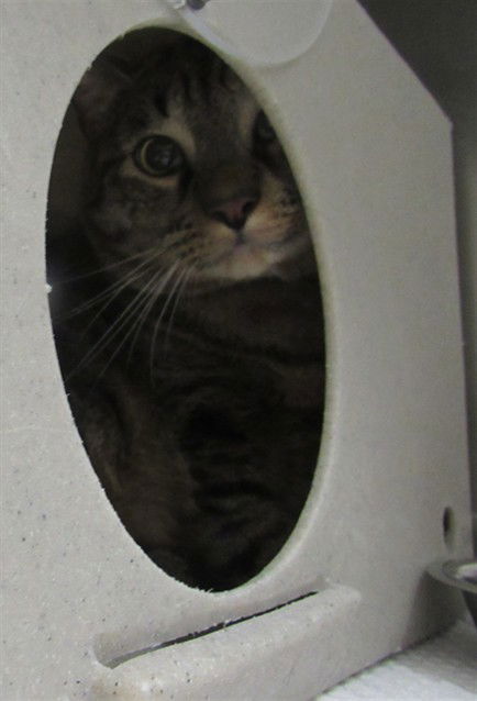 adoptable Cat in Derwood, MD named ASCII