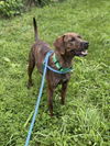 adoptable Dog in derwood, MD named SHYLA