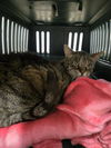 adoptable Cat in derwood, MD named *POPPY