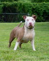 adoptable Dog in derwood, MD named CASHMERE