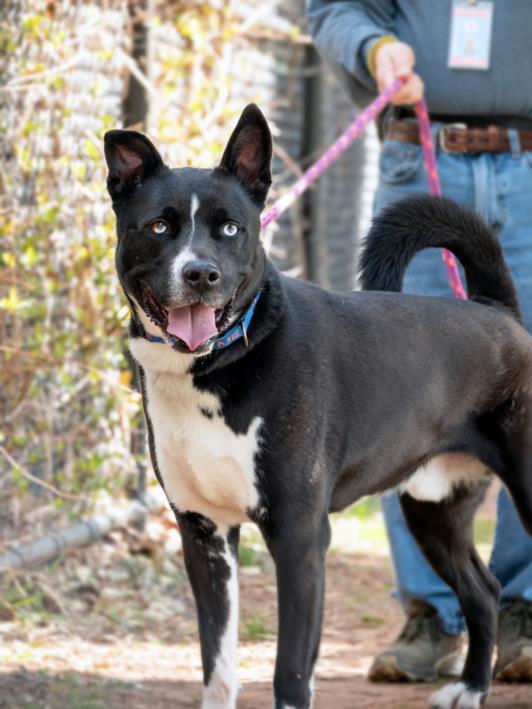 adoptable Dog in Derwood, MD named ROCKY
