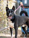 adoptable Dog in derwood, MD named ROCKY