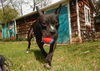 adoptable Dog in derwood, MD named *OFFSET
