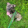 adoptable Dog in derwood, MD named MECCA