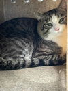 adoptable Cat in derwood, MD named BEANIE BELL
