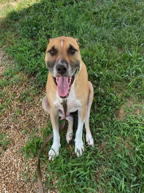 adoptable Dog in Derwood, MD named *PRESTON