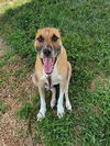 adoptable Dog in derwood, MD named *PRESTON