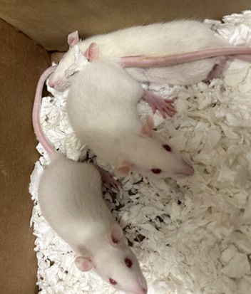 adoptable Rat in Derwood, MD named *RICEFIELD