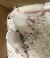 adoptable Rat in derwood, MD named *RICEFIELD