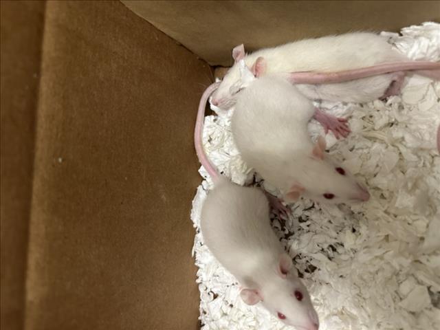 adoptable Rat in Derwood, MD named *TANEZUMI