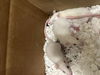 adoptable Rat in derwood, MD named *MINDORO