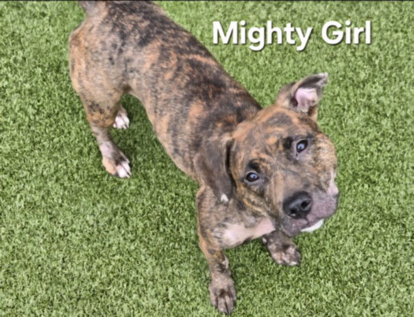 adoptable Dog in Derwood, MD named *MIGHTY GIRL