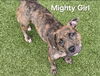 adoptable Dog in derwood, MD named *MIGHTY GIRL