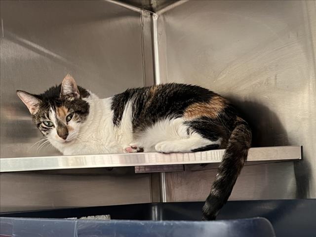 adoptable Cat in Derwood, MD named HALLOUMI