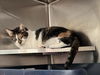 adoptable Cat in derwood, MD named HALLOUMI