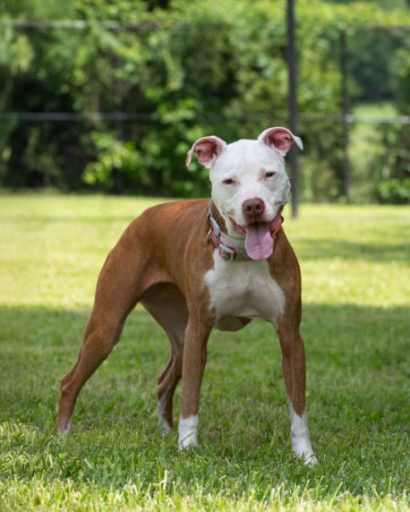 adoptable Dog in Derwood, MD named *PETUNIA