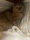 adoptable Cat in derwood, MD named *CINNAMON TWIST