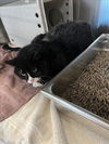 adoptable Cat in derwood, MD named CHEEZ-IT