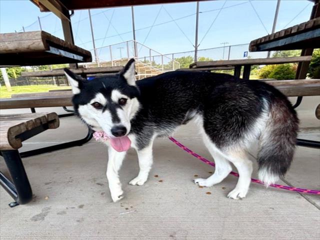 adoptable Dog in Derwood, MD named MARY KATE