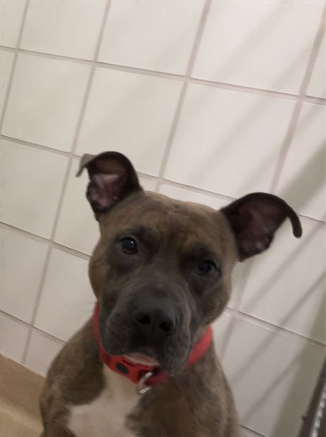 adoptable Dog in Derwood, MD named *HOOLI