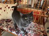 adoptable Cat in derwood, MD named *CORDON BLEU