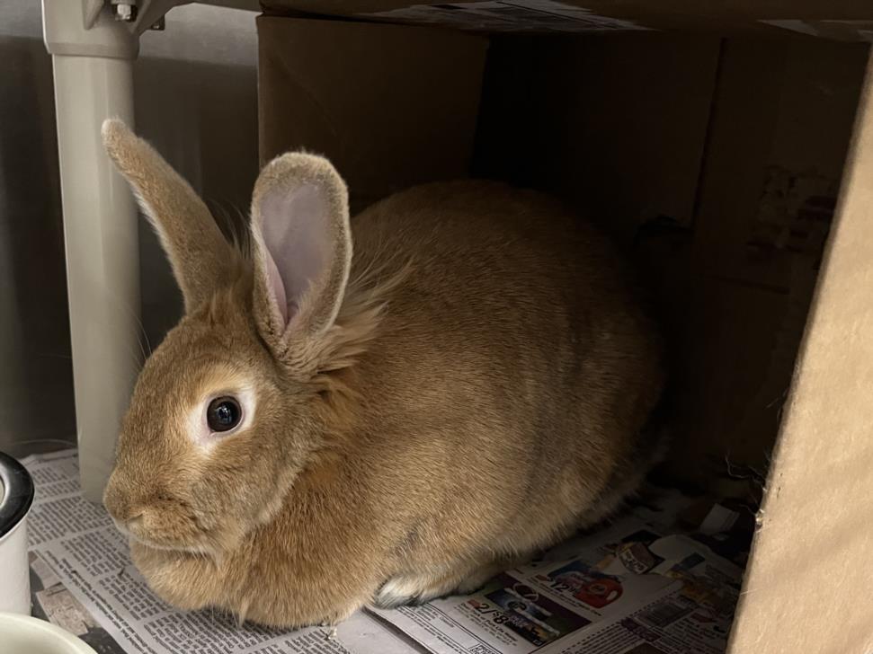 adoptable Rabbit in Derwood, MD named GINGER