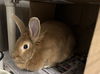 adoptable Rabbit in derwood, MD named GINGER