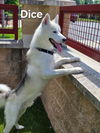 adoptable Dog in derwood, MD named *DICE
