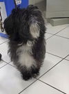 adoptable Dog in  named *ATHENS