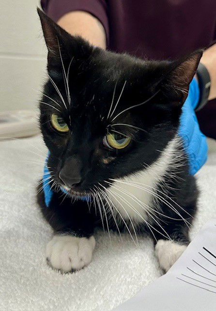adoptable Cat in Derwood, MD named *FANTA