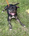 adoptable Dog in derwood, MD named *LABUBU