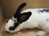 adoptable Rabbit in derwood, MD named ABBY