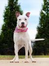adoptable Dog in derwood, MD named *TARGIE