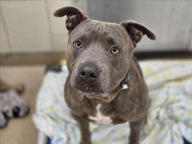 adoptable Dog in Derwood, MD named PICKLES