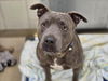 adoptable Dog in derwood, MD named PICKLES