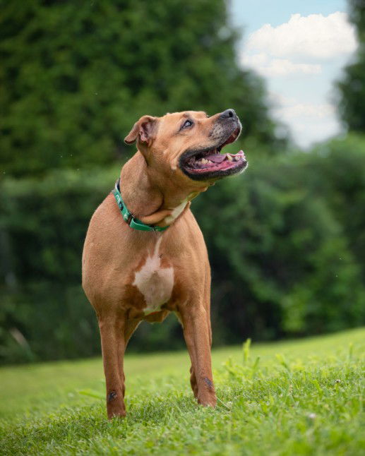 adoptable Dog in Derwood, MD named *RUTH