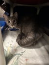 adoptable Cat in derwood, MD named NAMI