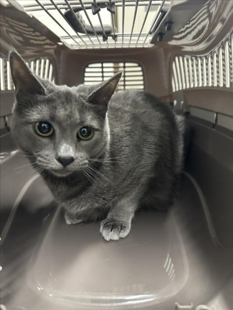 adoptable Cat in Derwood, MD named *MIMI