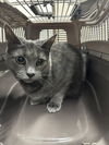 adoptable Cat in derwood, MD named *MIMI